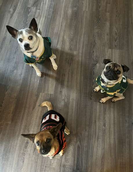 Colleen T.’s three small dogs, each wearing an adorable sports jersey, look up at her from a hardwood floor.