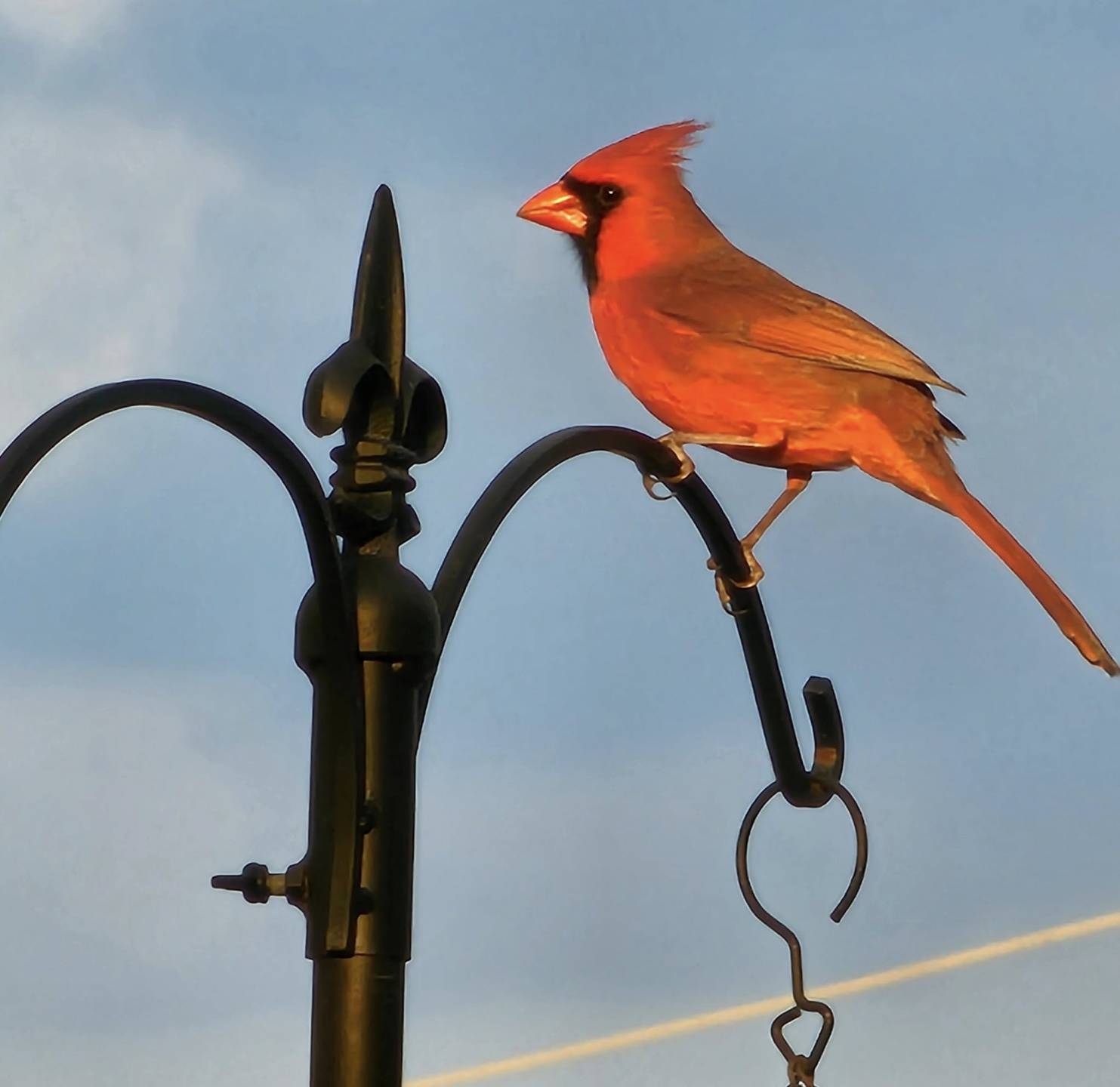 a red cardinal perched on a flower post in Ravi Shivdat’s backyard on a sunny Florida day