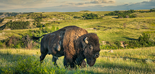 All News Image showing a bison