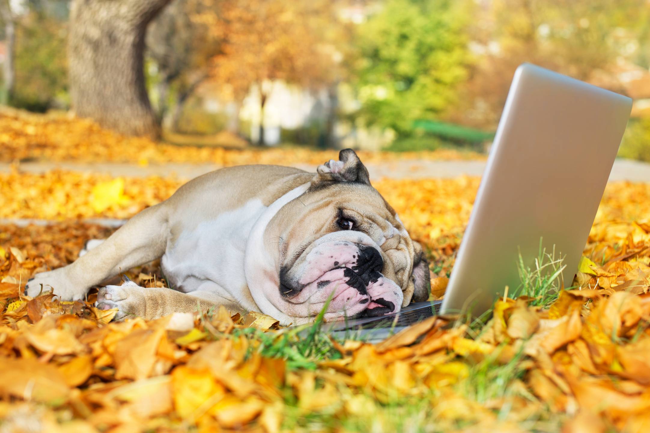 An English bulldog rests his face on an open laptop while laying in leaves on a colorful autumn day